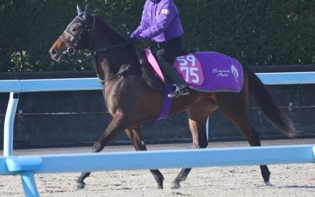 ファルカータなど、先週のゲート試験/栗東トレセンニュース