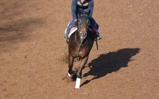 アーミルなど、先週の入厩情報/栗東トレセンニュース