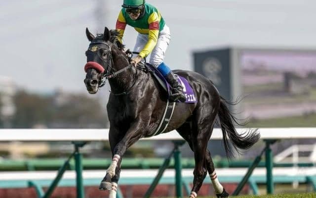 【中山大障害予想オッズ】エコロデュエルが予想1番人気