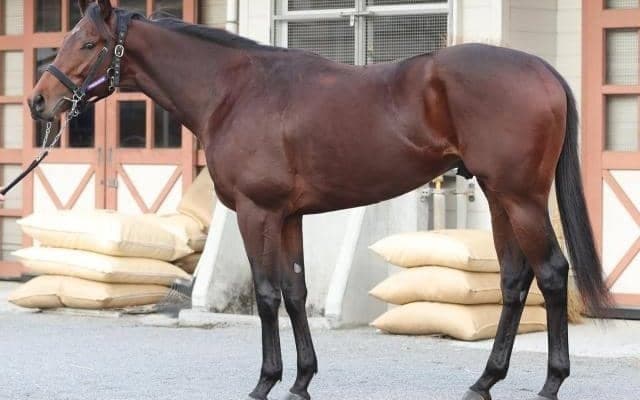 「大物登場の実感がわく」「文句が付けられない」 馬体派記者が褒めちぎったホープフルS出走馬