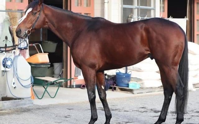 条件好転した“令和のメジロパーマー”が春秋グランプリ制覇へ 馬体派記者も「買う一手」と期待