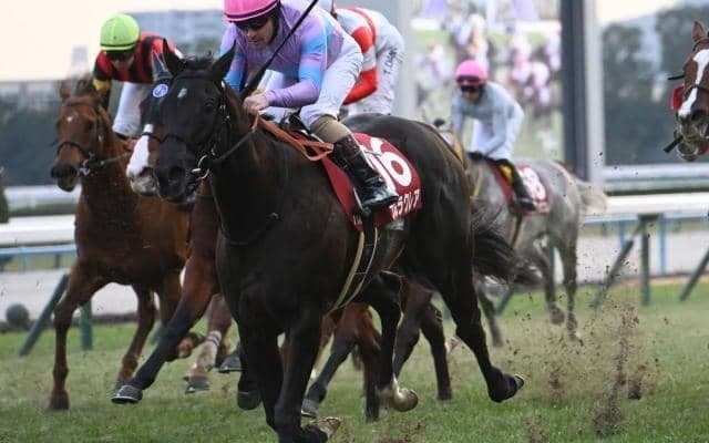 【阪神C予想オッズ】ナムラクレアが予想1番人気