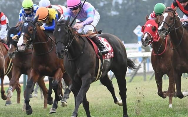 【阪神C枠順確定】ナムラクレアは6枠12番、ジューンブレアは5枠9番