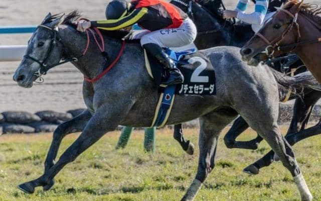 中山芝は徐々にタフな状況に ホープフルSでノチェセラーダが波乱を呼ぶか
