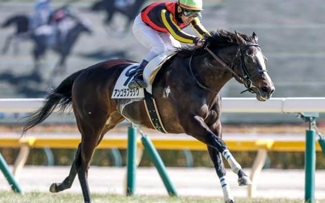 【中山金杯想定馬・騎手】アンゴラブラック、カネラフィーナなど15頭