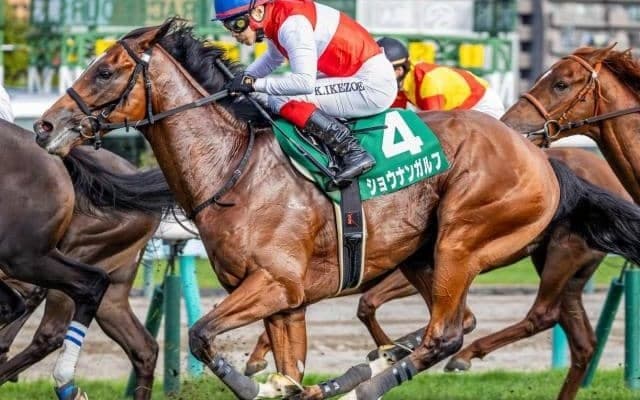 霜降り明星・粗品はショウナンガルフが本命 ホープフルSは3連単＆3連複で勝負だ