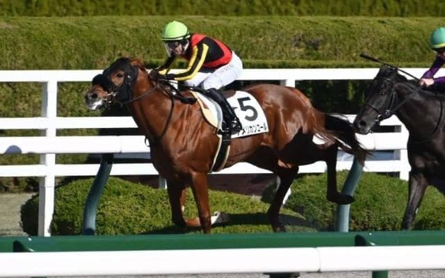 【阪神6R新馬戦結果】アメリカンファラオ産駒アメリカンコールが人気2頭の一騎打ちを制す