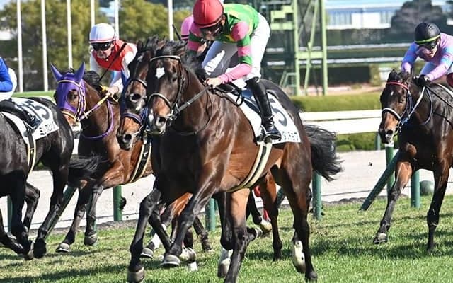 【阪神6R新馬戦結果】ロードカナロア産駒キシダンチョウが直線一気V