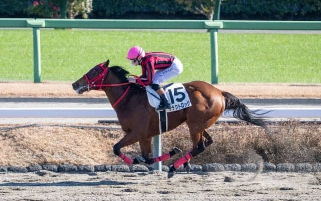 【新馬/中山5R】断然人気クラウトロックが8馬身差圧勝