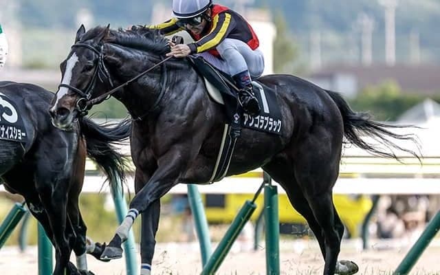 【中山金杯】アンゴラブラック、カネラフィーナらが登録