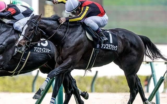 【中山金杯想定騎手】アンゴラブラックは戸崎圭太騎手、カネラフィーナは石川裕紀人騎手