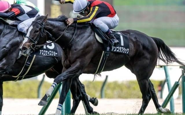 【中山金杯予想オッズ】アンゴラブラックが予想1番人気