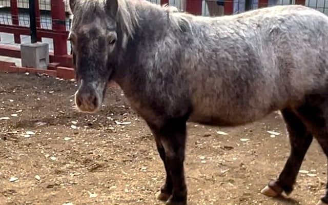 「午年」の初詣には馬がいる神社へ！ 秋葉原・神田明神で暮らすポニーの暮らしに迫る