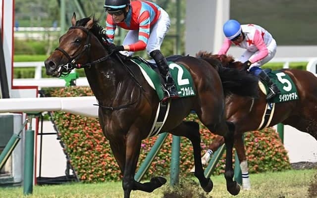 【京都金杯枠順確定】キープカルムは2枠3番、ランスオブカオスは1枠1番