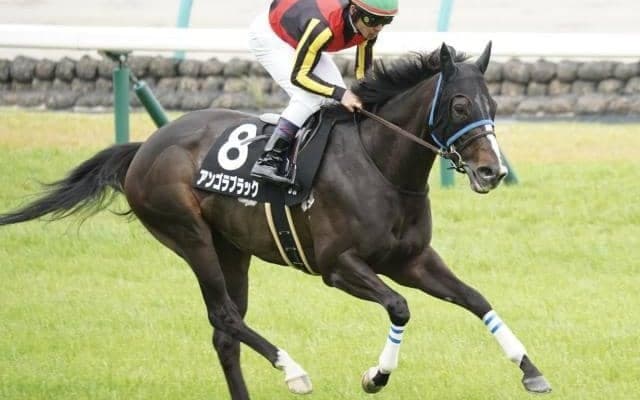 中山も京都も芝は内有利 中山金杯はアンゴラブラックの重賞初制覇に期待