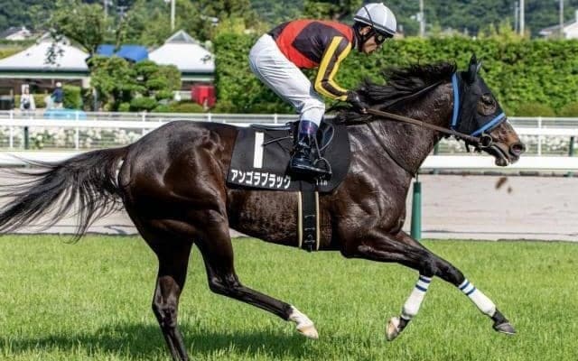 【中山金杯・馬体重】アンゴラブラックは480kg(+10)、カネラフィーナは478kg(±0)