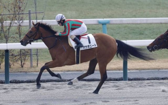 【新馬/京都3R】グァンチャーレ産駒 マナボニートがデビューV
