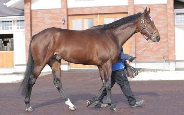 タスティエーラが優駿SSに入厩 種牡馬生活へ