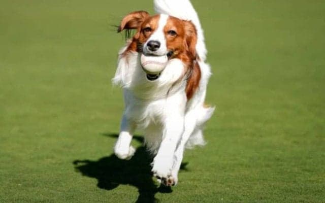 大谷翔平、デコピン“最新ショット”を大公開　本拠地で大はしゃぎ、躍動感溢れる走り披露