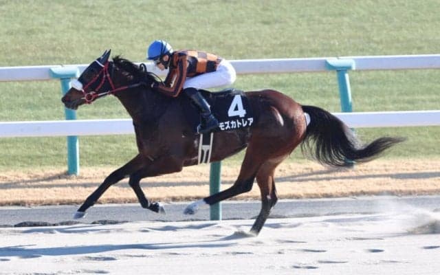 【出町特別】単勝1.3倍モズカトレアが断然の支持に応える