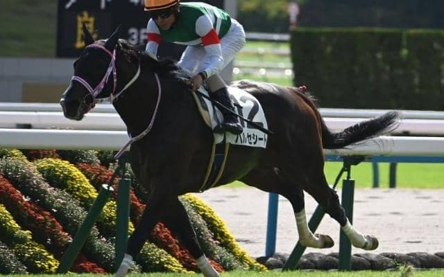 【今日の注目ポイント】京都でGIへの登竜門・シンザン記念