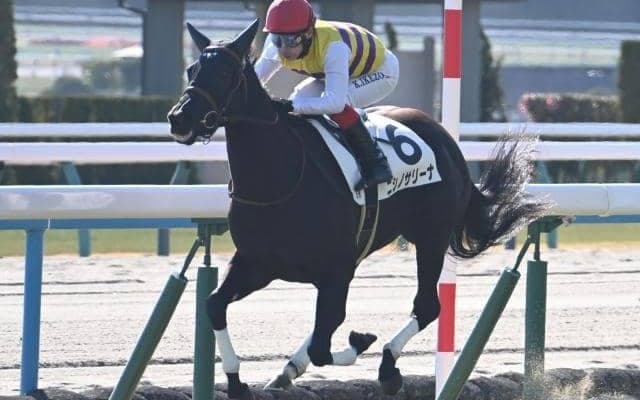 【京都5R新馬戦結果】シルバーステート産駒ニシノサリーナが5馬身差で圧勝