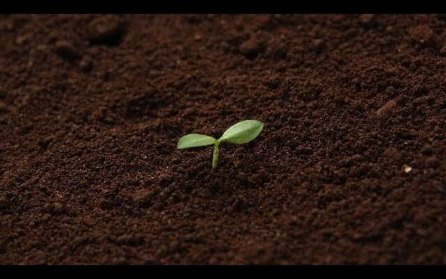 【スポーツメンタル】「芽が出る種」と「出ない種」の差