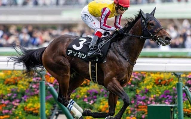 【京成杯想定騎手】アッカンは池添謙一騎手、ポルフュロゲネトスは横山武史騎手