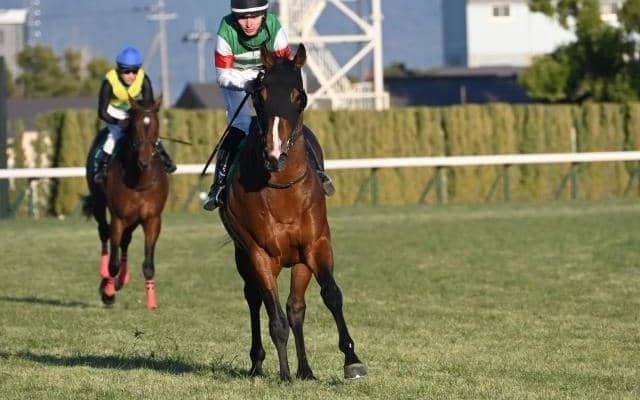 シンザン記念制したサンダーストラック 血統背景は良績多い配合パターン