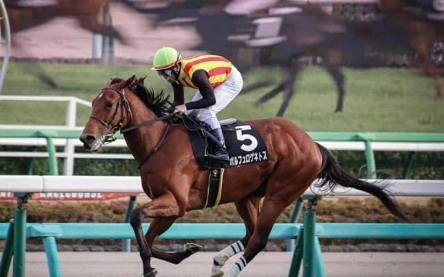 【京成杯予想オッズ】ポルフュロゲネトスが予想1番人気