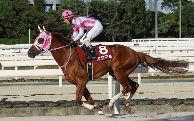 【園田・姫路競馬】兵庫の年度代表馬はオケマル