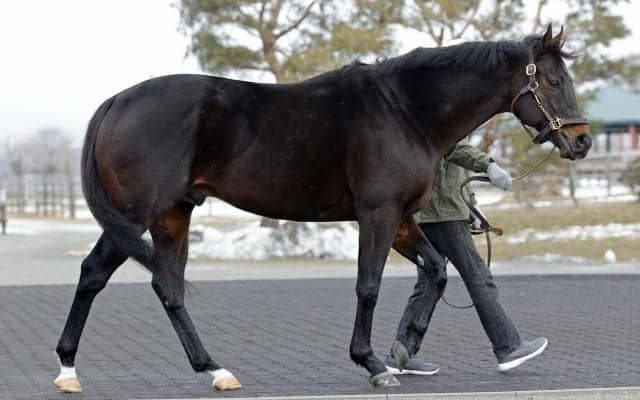 22年大阪杯Vのポタジェがイーストスタッドに入厩 ディープインパクトの後継種牡馬に