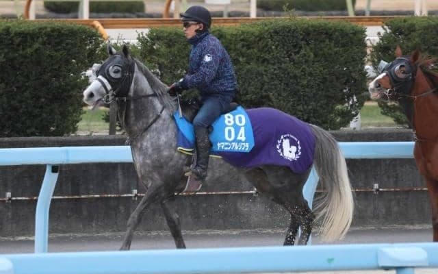 ヤマニンアルリフラなど、先週の入厩情報/栗東トレセンニュース