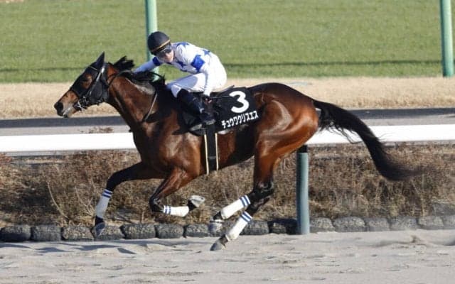 【アレキサンドライトS】得意コースでチュウワクリスエスが完勝、オープン入り