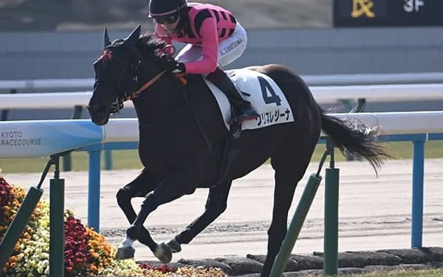 【京都5R新馬戦結果】エピファネイア産駒クリスレジーナが逃げ切り勝ち