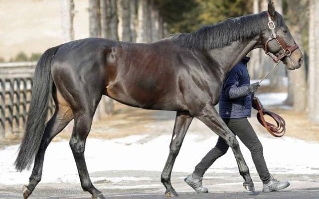 ジャスティンパレスがアロースタッドに到着 種付け料は受胎確認後支払い150万円