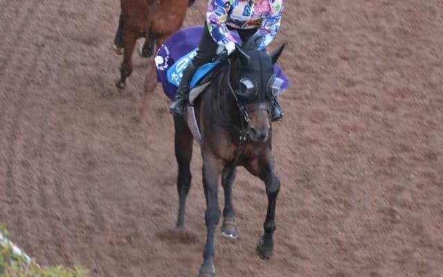 ヤマニンウルスなど、先週の入厩情報/栗東トレセンニュース