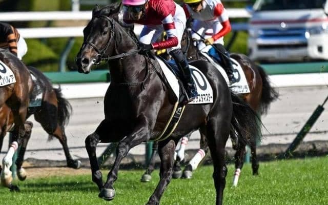 半兄は17年2歳王者のダノンプレミアム 「ウマ娘」藤田晋オーナーのドンテスタマスターが確勝期す2戦目だ