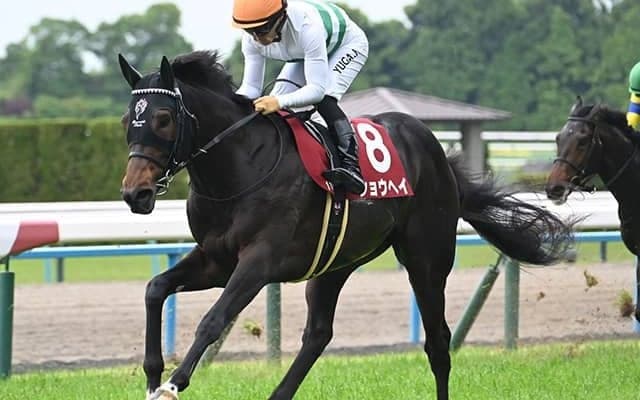 【AJCC枠順確定】ショウヘイは5枠9番、ジョバンニは2枠4番