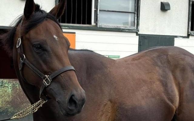 ニックスゴー産駒がJRA初出走 父は21年の世界No.1ホース