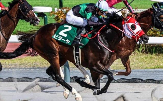 【根岸S想定馬・騎手】ビダーヤ、エンペラーワケアなど23頭