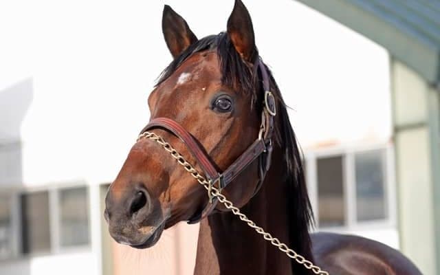 24年JBCスプリント覇者タガノビューティー 試験交配を無事終了し種牡馬生活へ