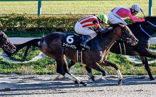 東京開催がスタート 根岸SとシルクロードSの2重賞/今週の競馬界の見どころ