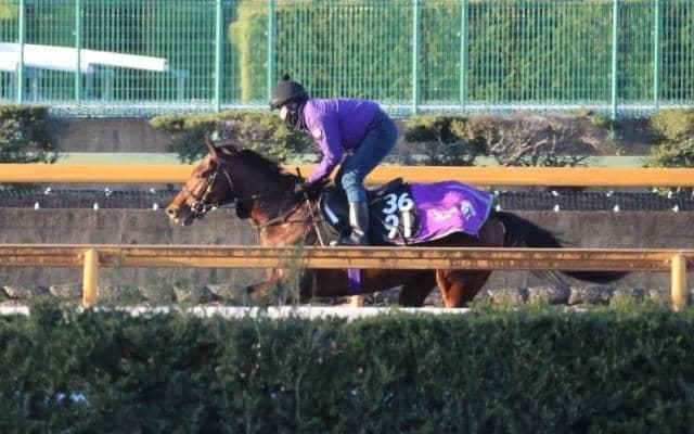 ラヴェニューなど、先週の入厩情報/栗東トレセンニュース