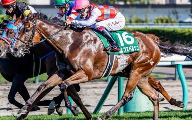 【シルクロードS】横山武史騎手が京都の重賞初勝利なるか カルプスペルシュで挑む