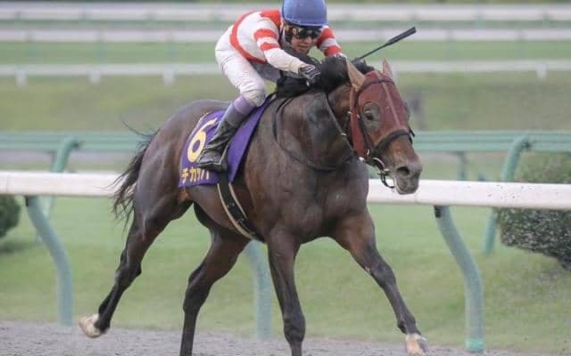 【根岸S予想】人気薄に潜む適性 AIが見抜く激走の予兆とは