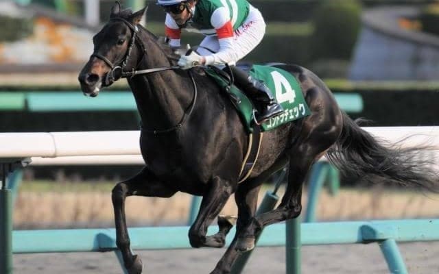 重賞3勝コントラチェックの初仔 カーブドフェザーがC.ルメール騎手でデビュー