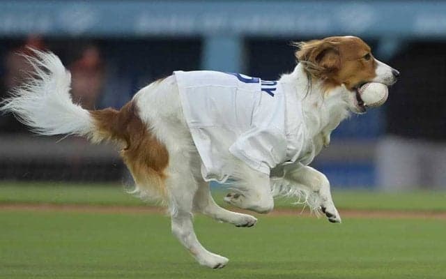 大谷ド軍フェス直前…デコピンが“突如登場”　日米騒然「OMG」「忙しそう」