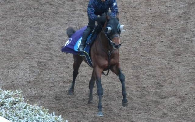 ディアナザールなど、先週の入厩情報/栗東トレセンニュース