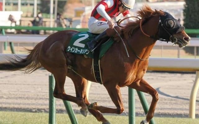 感動のGI初制覇に繋がる道のり ウインカーネリアンが制した23年東京新聞杯を回想